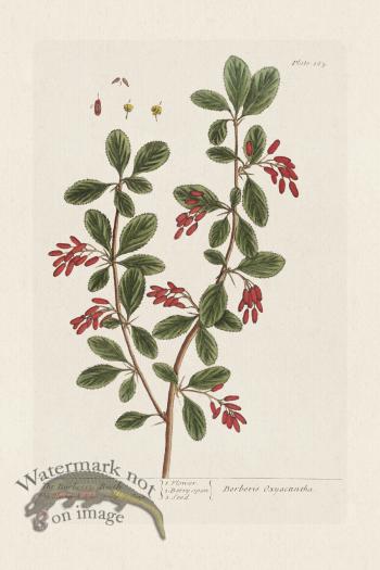 BEE 165 The Barberry Bush